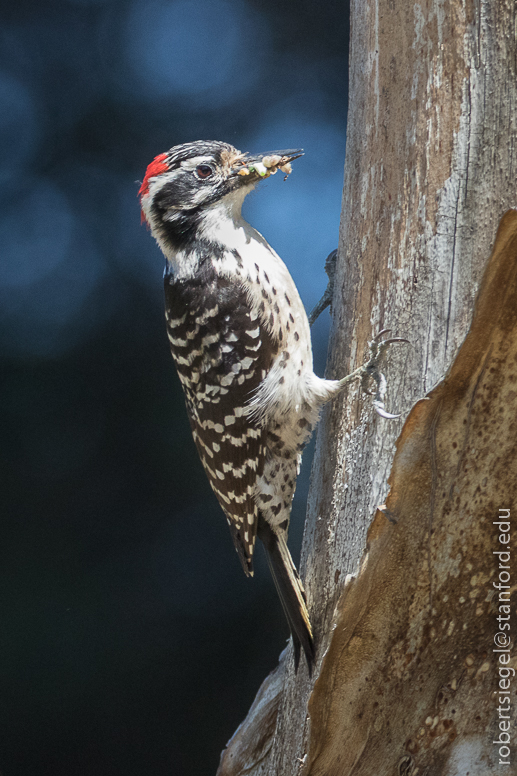 woodpecker